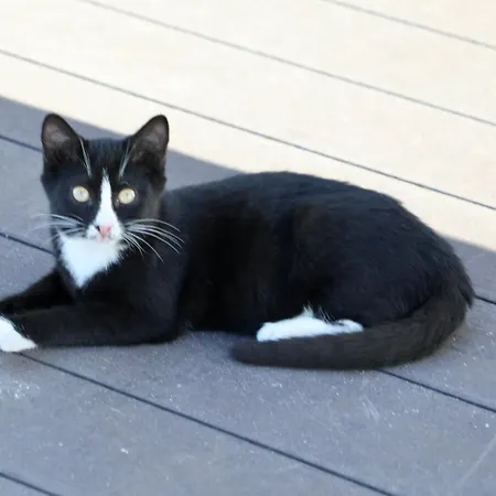 Szálloda Sphendone Isztambul