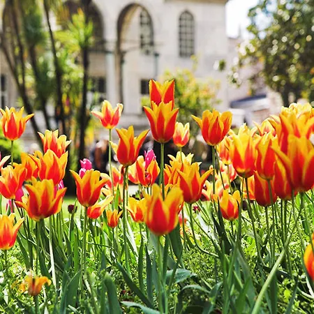 Sphendone 4* Stambuł